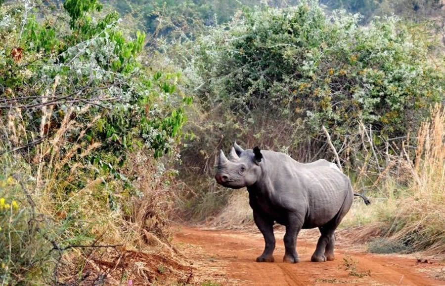 Akagera Rhinos