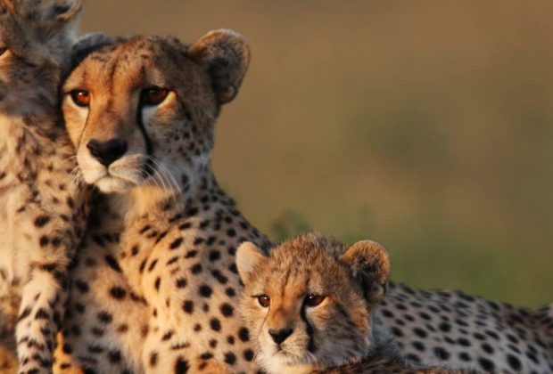 Africa Tours Adventure