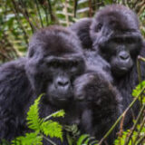 Experience Unique Gorilla Treks in Uganda and Rwanda